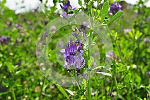 Alfalfa flowers for growing seeds, alfalfa in a field with flowers