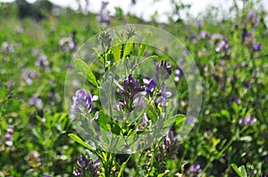 Alfalfa flowers for growing seeds, alfalfa in a field with flowers