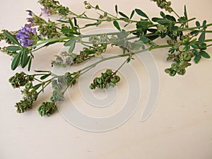 Alfalfa with flowers and seeds photo