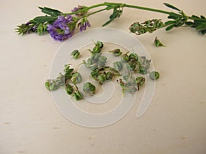 Alfalfa with flowers and seeds photo