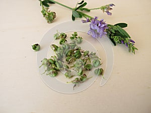 Alfalfa with flowers and seeds photo