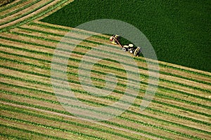 Alfalfa hay cut and wind rowed in an Idaho field