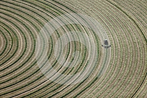 Alfalfa hay cut and wind rowed in an Idaho field