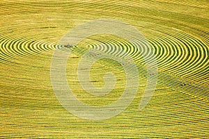 Alfalfa hay cut and wind rowed in an Idaho field