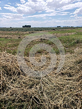 Alfalfa hay field cut down and ready for bailing