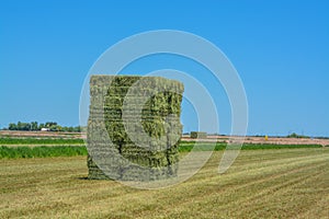 Alfalfa Hay, grown, Baled, ready to be shipped to feed stores. Goodyear, Maricopa County, Arizona USA