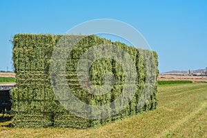 Alfalfa Hay, grown, Baled, ready to be shipped to feed stores. Goodyear, Maricopa County, Arizona USA