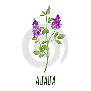 Alfalfa icon in flat style on white background