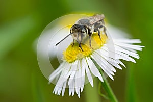 Alfalfa Leafcutter Bee - Megachile rotundata