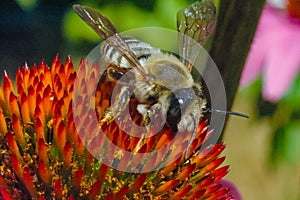 Alfalfa leafcutting bee (Megachile rotundata), insect collects nectar on echinacea flower