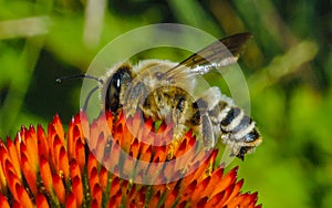 Alfalfa leafcutting bee (Megachile rotundata), insect collects nectar on echinacea flower