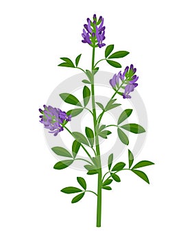 Alfalfa, lucerne healing flower vector medical illustration isolated on white background in flat design, infographic