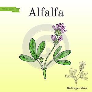 Alfalfa Medicago sativa .