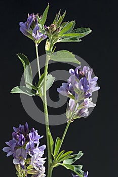 Alfalfa  Medicago sativa