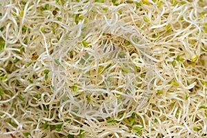 Alfalfa-Medicago sativa