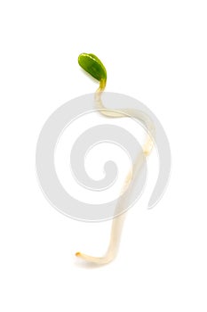 Alfalfa-Medicago sativa