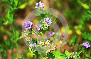 Alfalfa, Medicago sativa, also called lucerne photo