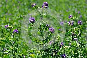 Alfalfa photo