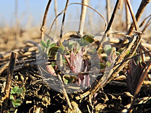 Alfalfa (Medicago sativa) early spring shoots.