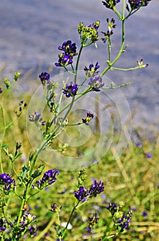 Alfalfa, Medicago sativa, is primarily a fodder plant, but it is also a wild and medicinal plant