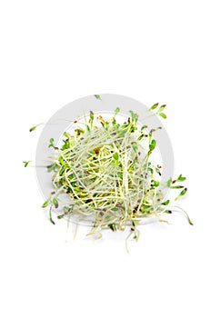 Alfalfa microgreen on white background isolate. Selective focus.