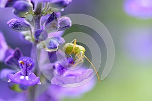 Alfalfa Plant Bug