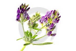 Alfalfa plant, Medicago sativa isolated on white background. Alfalfa strains on a white background, close-up.