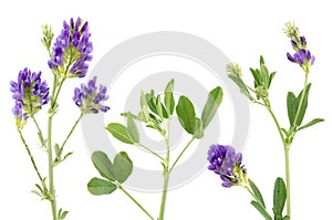 Alfalfa plant Medicago sativa isolated on white background. Alfalfa strains on a white background, close-up. Alfalfa