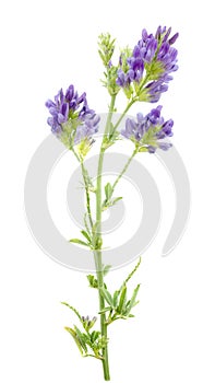 Alfalfa plant Medicago sativa isolated on white background. Alfalfa strains on a white background, close-up. Alfalfa