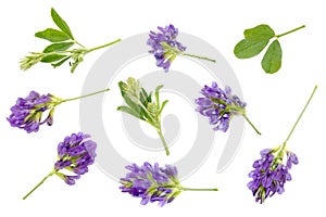 Alfalfa plant Medicago sativa isolated on white background. Top view. Alfalfa strains on a white background, close-up