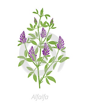 Alfalfa plant. Medicago sativa. Lucerne Agriculture cultivated plant. Green leaves. Flat vector color Illustration clipart photo