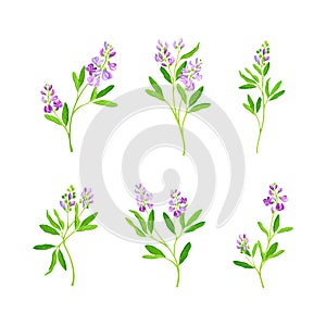 Alfalfa plants set. Medicago sativa or lucerne twigs with flowers and leaves. Superfood, ayurvedic medical herb vector