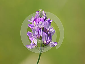 Alfalfa purple flower, Medicago sativa photo