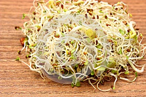 Alfalfa and radish sprouts on wooden table