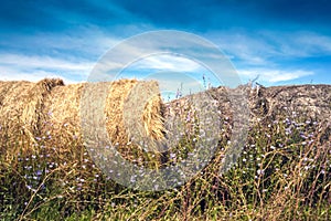 Alfalfa Rolls in Field, Golden haystacks on the field against bright sun