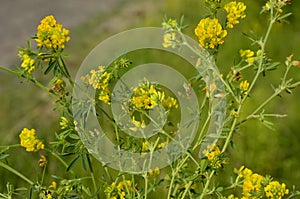 Alfalfa sickle Medicago falcata blooms in nature.In nature, alfalfa blooms yellow