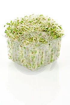 Alfalfa Sprout