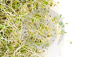 Alfalfa Sprout