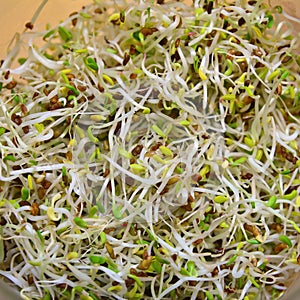 Alfalfa sprouts