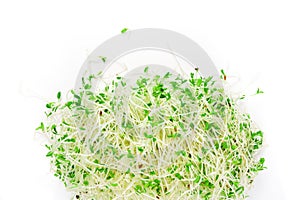 Alfalfa sprouts