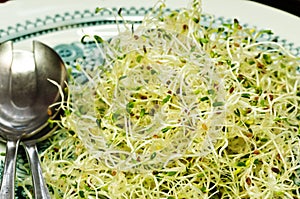 Alfalfa-sprouts photo