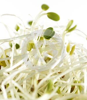 Alfalfa Sprouts