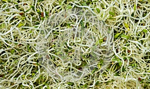 Alfalfa Sprouts