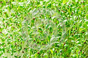 Alfalfa sprouts, close up, lucerne microgreens, Medicago sativa photo