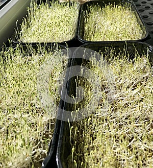 Alfalfa sprouts close-up. Microgreens in plastic containers at home. The beginning of germination, the third day