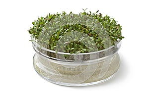 Alfalfa sprouts growing in a glass container