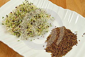 Alfalfa sprouts and seeds photo