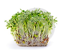 Alfalfa sprouts photo