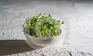 Alfalfa sprouts in a white bowl. Grow microgreen for food. Healthy vitamin food. Germinate alfalfa seeds. Growing micro