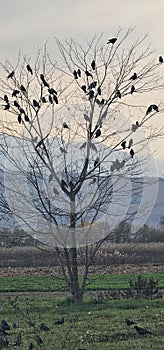 Alfred Hitchcock crows